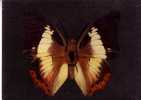 CHARAXES PLEISTOANAX KHASANIUS - Indes Khasa    -  N°  8 - Butterflies