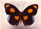 CATONEPHELE NUMILIA - Amérique Tropicale    -  N°  33 - Papillons