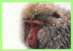 SINGE DANS LA NEIGE ET LE FROID - - Monos