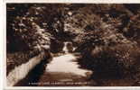 Dorking  Mill Pond The Willow Walk 55700 - Surrey