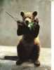 Brown Bear Postcard -  Carte Postale D´Ours - Beren