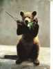 Brown Bear Postcard -  Carte Postale D´Ours - Bären