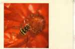 Honey Bee Postcard -  Carte Postale D´Abeille - Russia - Insetti