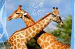 Giraffe Postcard -  Carte Postale De Giraffe - Giraffe