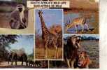 Giraffe Postcard -  Carte Postale De Giraffe - Girafes