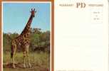 Giraffe Postcard -  Carte Postale De Giraffe - Giraffes