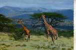 Giraffe Postcard -  Carte Postale De Giraffe - Giraffes