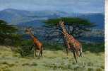 Giraffe Postcard -  Carte Postale De Giraffe - Girafes