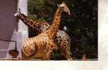 Giraffe Postcard -  Carte Postale De Giraffe (from India) - Giraffen