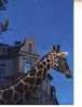 Giraffe Postcard -  Carte Postale De Giraffe - Giraffe