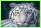 TIGRE BLANC - WHITE TIGER - - Tigres