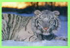 TIGRE BLANC - WHITE TIGER - - Tigri