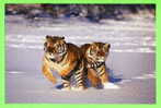 TIGRES DANS LA NEIGE - WHITE TIGERS PLAYING IN THE SNOW - - Tigri