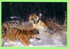 TIGRES DANS LA NEIGE - WHITE TIGERS PLAYING IN THE SNOW - - Tijgers