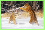 TIGRES DANS LA NEIGE - WHITE TIGERS PLAYING IN THE SNOW - - Tijgers