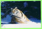 TIGRE DANS LA NEIGE - WHITE TIGER PLAYING IN THE SNOW - - Tigres