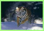 TIGRE DANS LA NEIGE - WHITE TIGER PLAYING IN THE SNOW - - Tigri