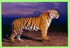 TIGRE  - TIGER - - Tigres