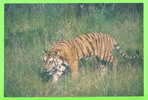 TIGRE  - TIGER - - Tigri