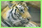 TIGRE  - TIGER - - Tigres