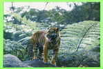 TIGRE  - TIGER - - Tigres