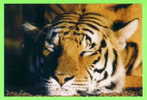 TIGRE  - TIGER - - Tigri