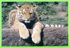 TIGRE  - TIGER - - Tigri