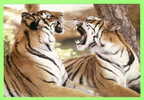 TIGRES  - TIGERS - - Tigri