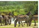 CPM                         TROUPEAU DE ZEBRES        NAIROBI - Zebras