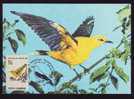 BIRD - OISEAUX - ORIOLUS ORIOLUS - Maximum Card 1994 Roumanien. - Cernícalo