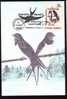 Oiseaux Hirondelles De Cheminée,1993 Maximum Card Romania. - Swallows