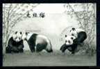 OURS / PANDA / ZOO DE SCHONBRUNN / BLOCFEUILLET /  EPREUVE NOIRE /SCHWARTZ DRUCK / AUTRICHE - Ours