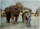 CARTE RELIEF EFFET 3D ELEPHANTS AVEC DRESSEUR - Elephants