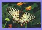 AK Postcards Peacock Butterfly - Queen Of Spain - Two-tailed Tiger Swallowtail - Mariposas