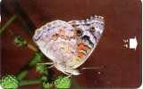 @+ TC D´Oman - Papillon (N°34 OMNW...) - Butterflies