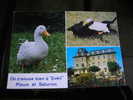 Carentec  Foyer Communautaire De Vacances " Eveil "  Poum Le Chien Et Saturnin Le Canard - Carantec