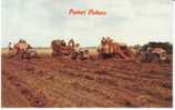 Peanut Picker Tractor And Machinery On 1960s Chrome Postcard - Culture
