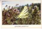 IPHICLIDES PODALIRIUS  - Le Flambé  -    -  N°  01405 - Schmetterlinge