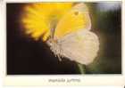 MANIOLA JURTINA  -  Le Myrtil  -    -  N°  01407 - Butterflies