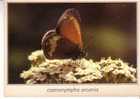 COENONYMPHA  ARCANIA  -  Le Céphale   -  N°  01408 - Vlinders