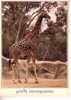 GIRAFFA CAMELOPARDALIS  -  GIRAFE    -  N°  01616 - Girafes