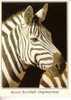 EQUUS BURCHELLI CHAPMANNAE  - ZEBRE DE CHAPMAN      -  N°  01620 - Zebra's