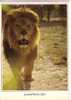 PANTHERA  LEO  - Mâle -  LION        -  N°  01630 - Lions