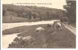 42 - Envrons De  FEURS  -   Les Bords De La Loire  -  La Gardienne Et Son Beau Troupeau De Vaches - Feurs