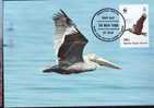 British Virginia Islands,Maxi Card,Bird - Pelican -1988 - WWF - FDC. - Pélicans