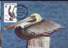British Virginia Islands,Maxi Card,Bird - Pelican -1988 - WWF - FDC. (A) - Pelícanos