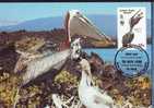 British Virginia Islands,Maxi Card,Bird - Pelican -1988 - WWF - FDC. (B) - Pellicani