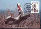 British Virginia Islands,Maxi Card,Bird - Pelican -1988 - WWF - FDC. (C) - Pélicans