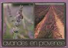 CHAMPS DE LAVANDE EN PROVENCE - Une Abeille Sur Une Fleur. Ed. PHOTOGUY N° AC59. 2 Scans - Insekten