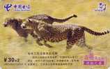 Télécarte CHINE - ANIMAK Félin - GUEPARD - Feline CHEETAH CHINA TELECOM Phonecard - GEPARD - 171 - Chine